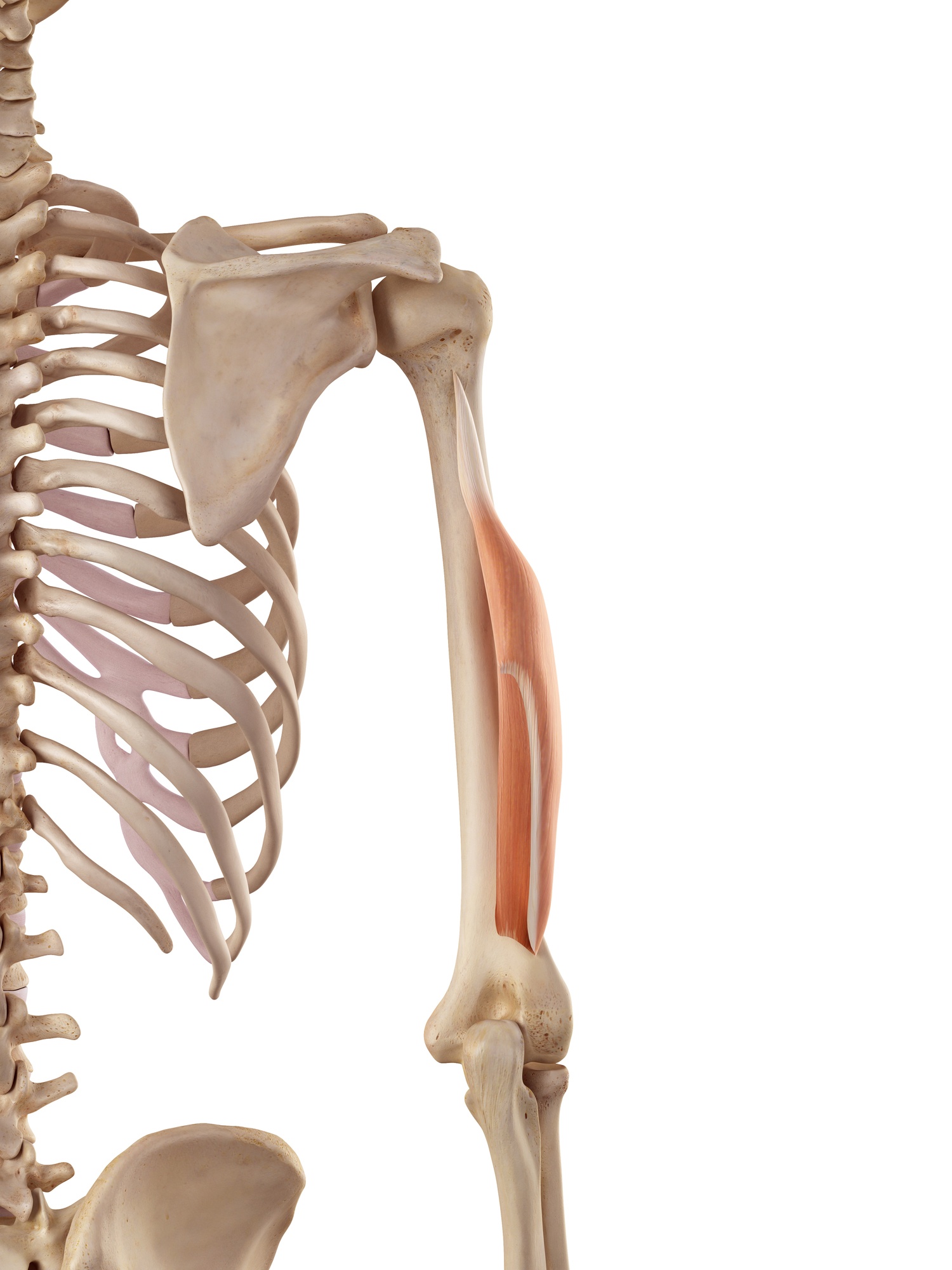 Triceps brachii (lateral head)