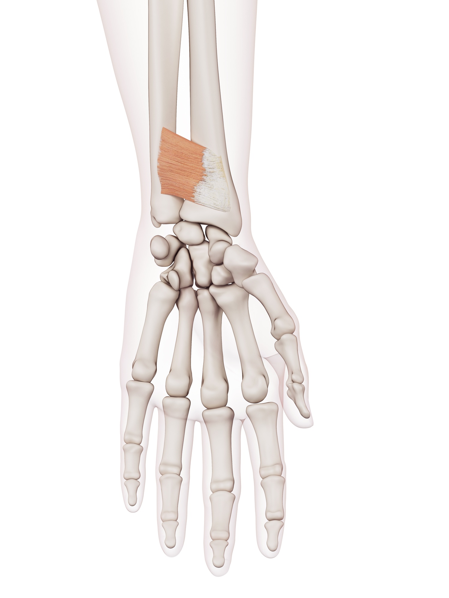 Pronator quadratus