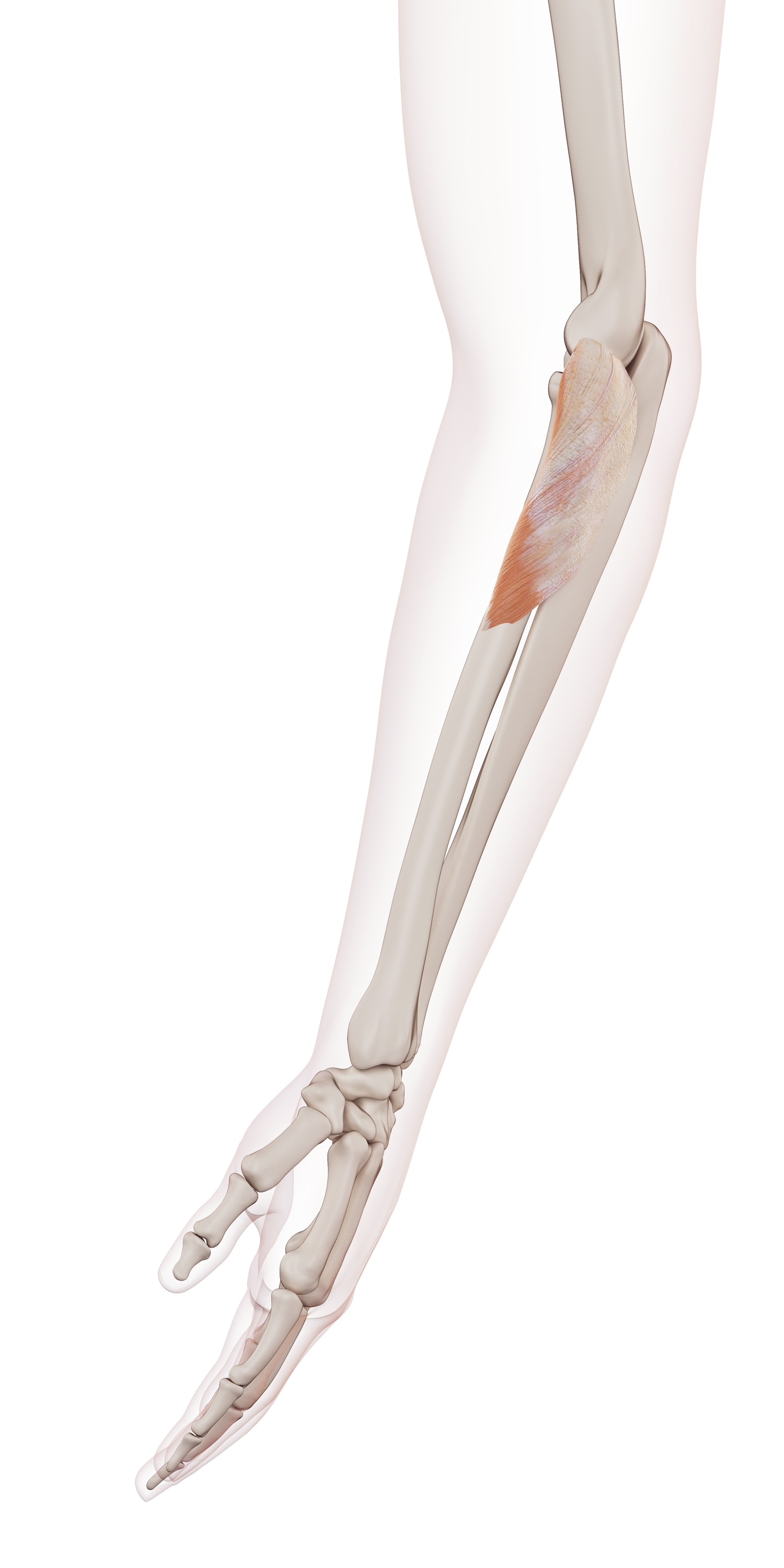 Supinator