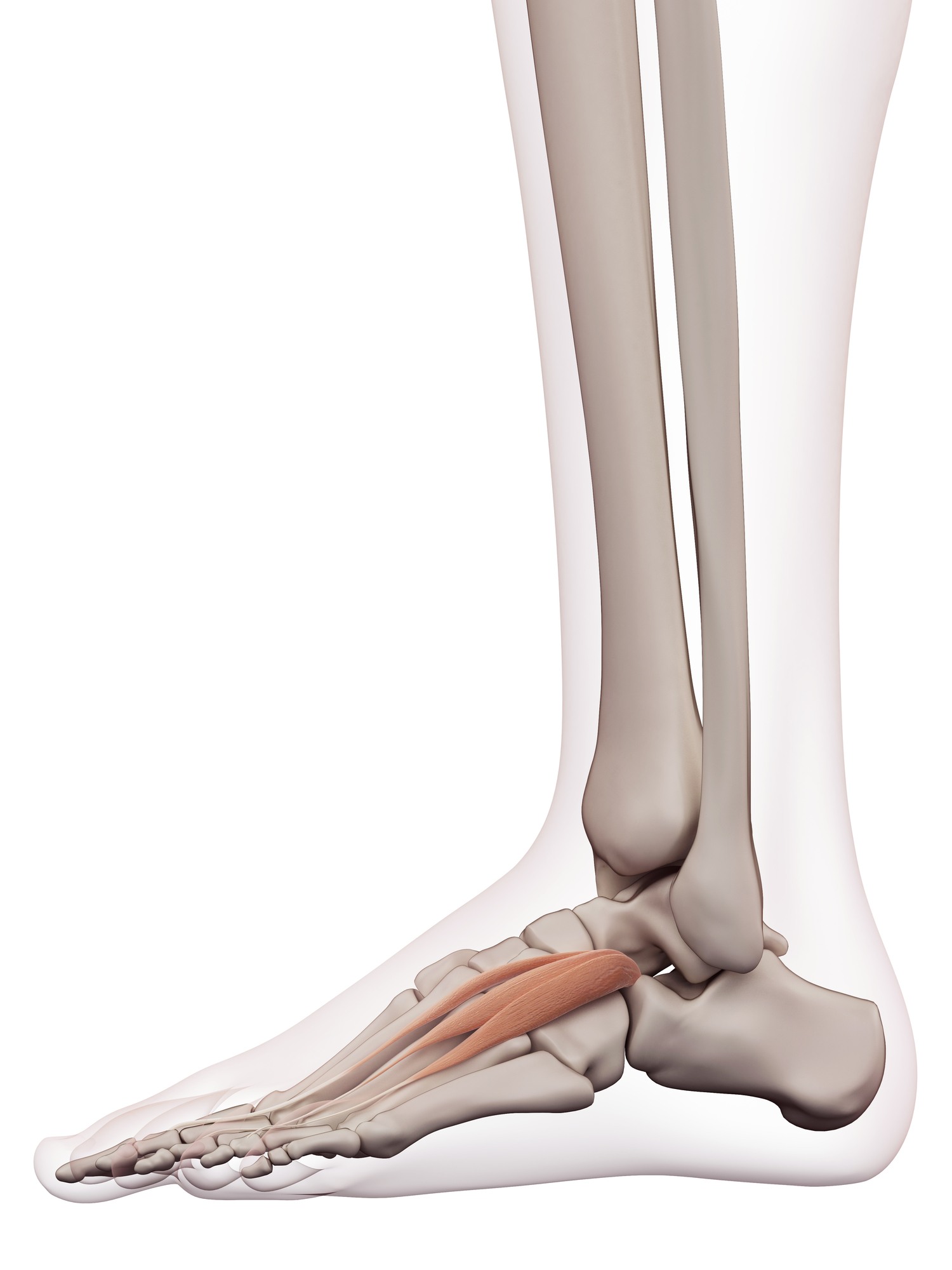 Extensor digitorum brevis