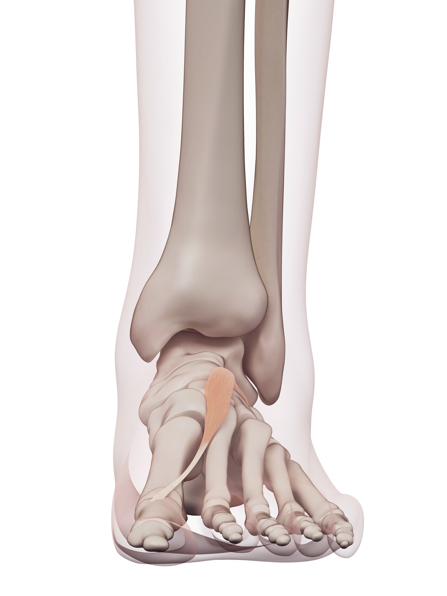 Extensor hallucis brevis