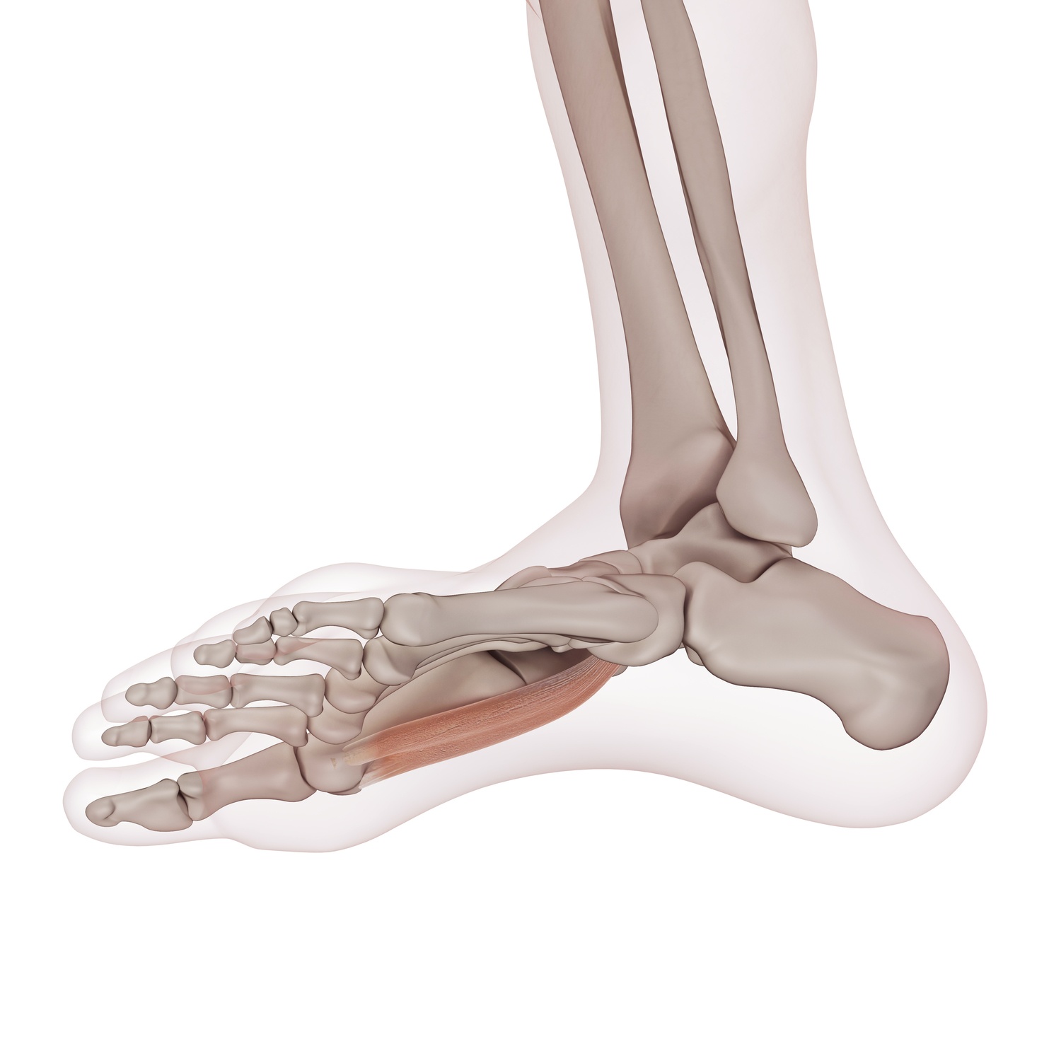 Flexor hallucis brevis