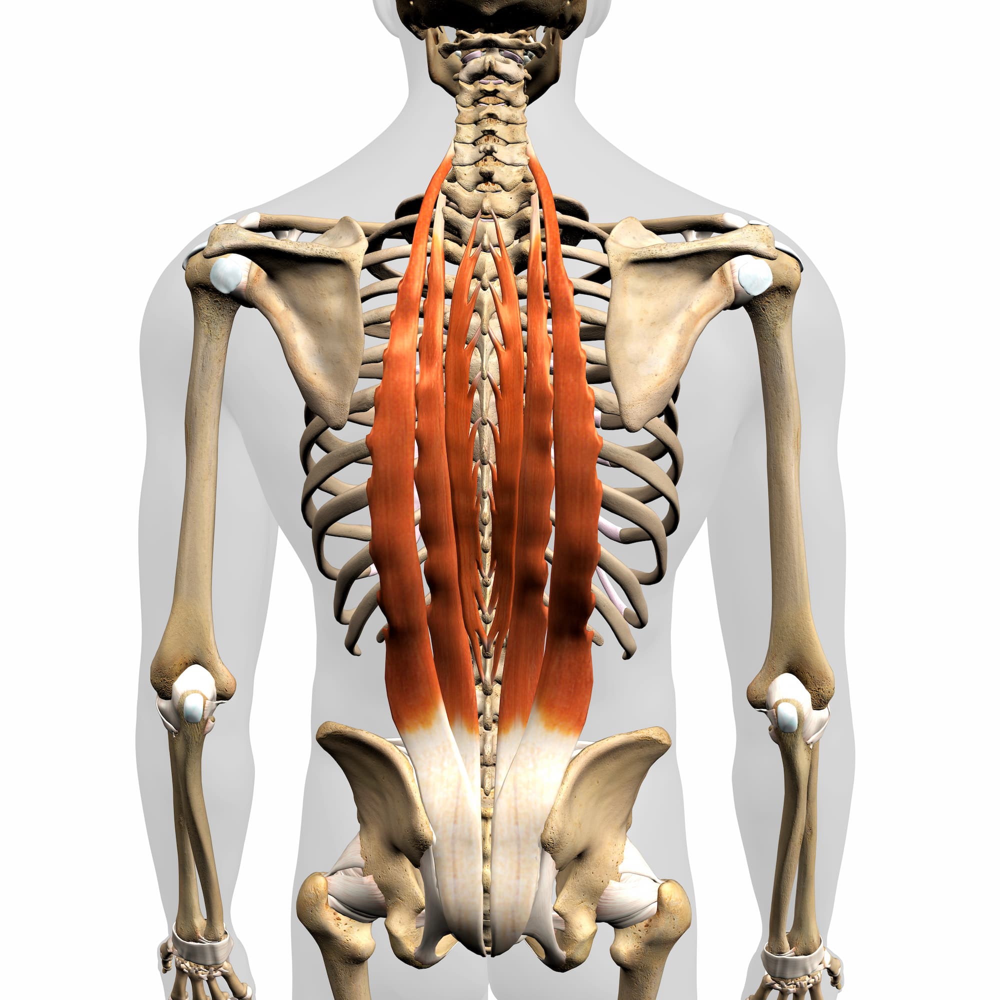 Spine