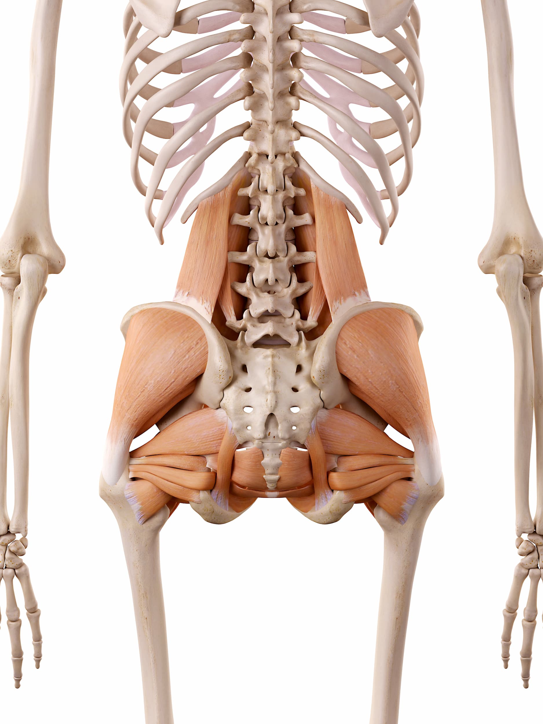 Pelvis