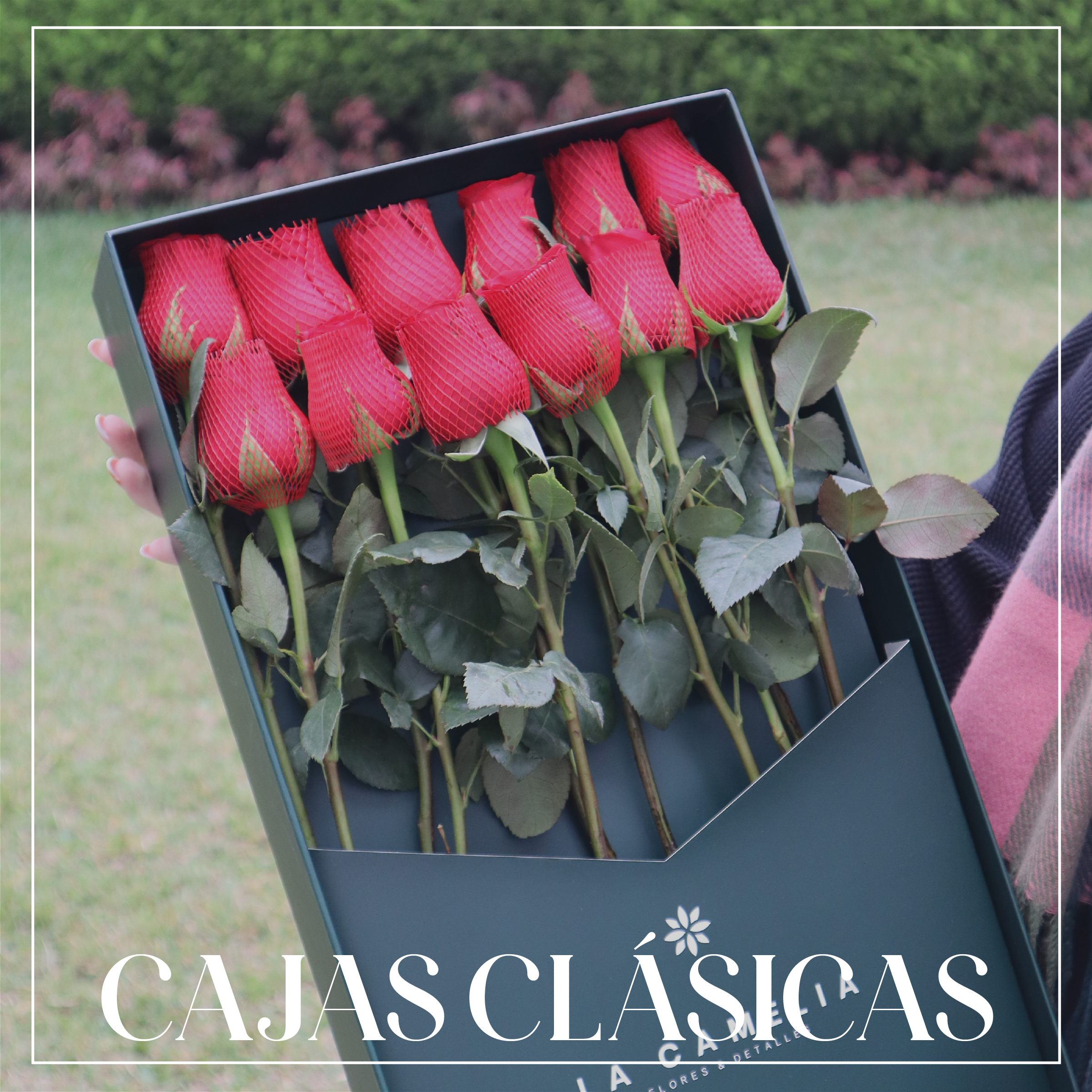 Cajas Clásicas