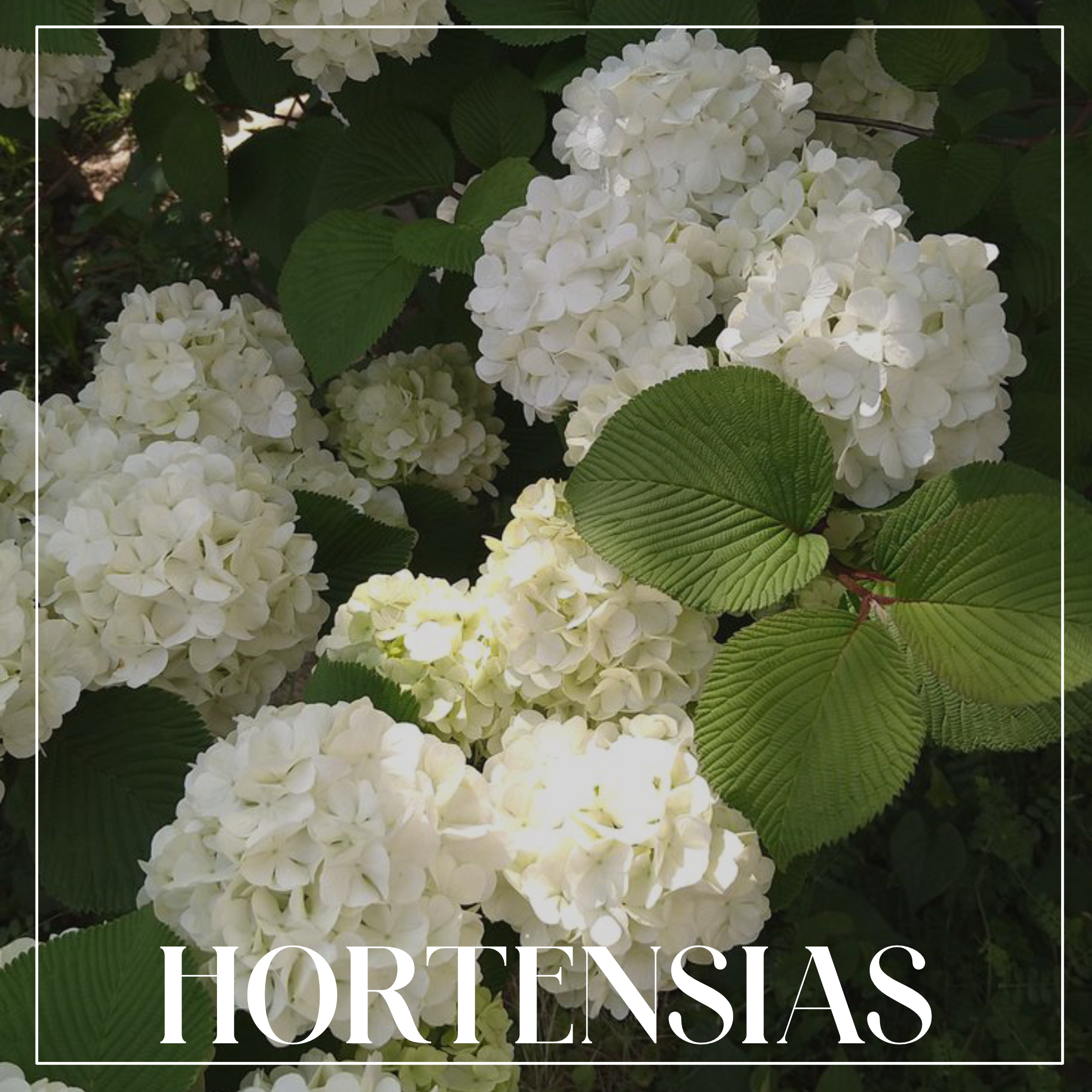Hortensias