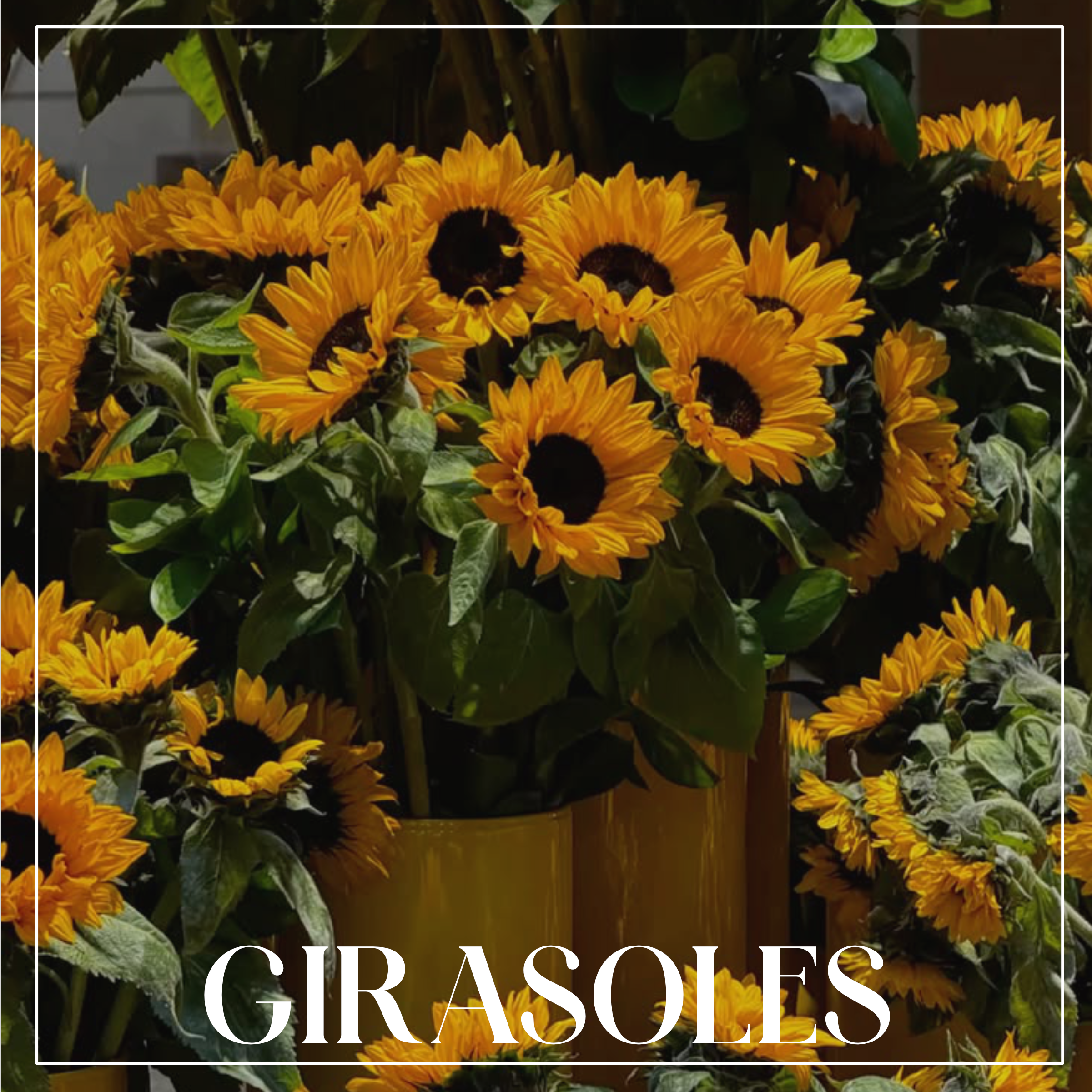 Girasoles