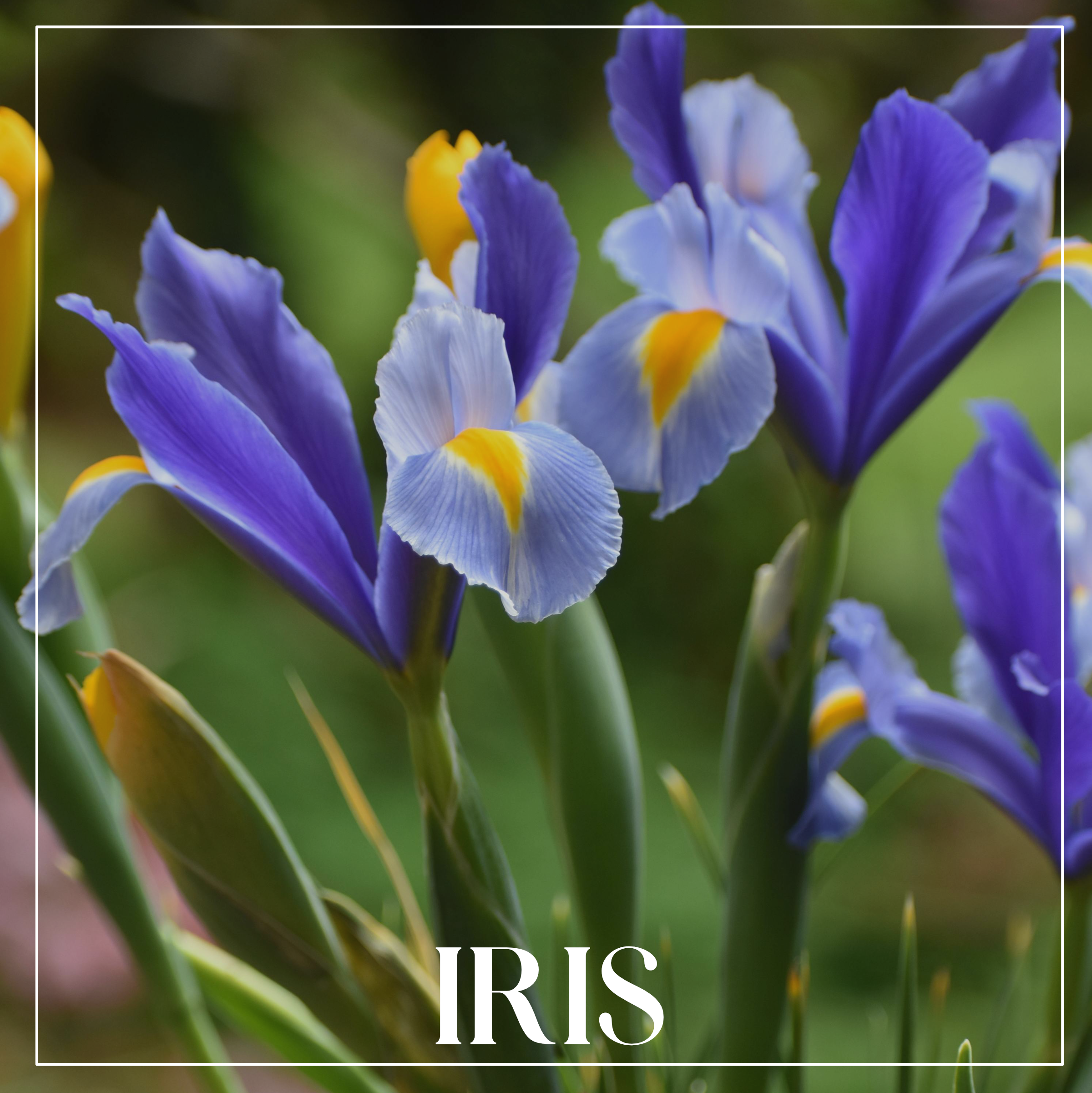 Iris