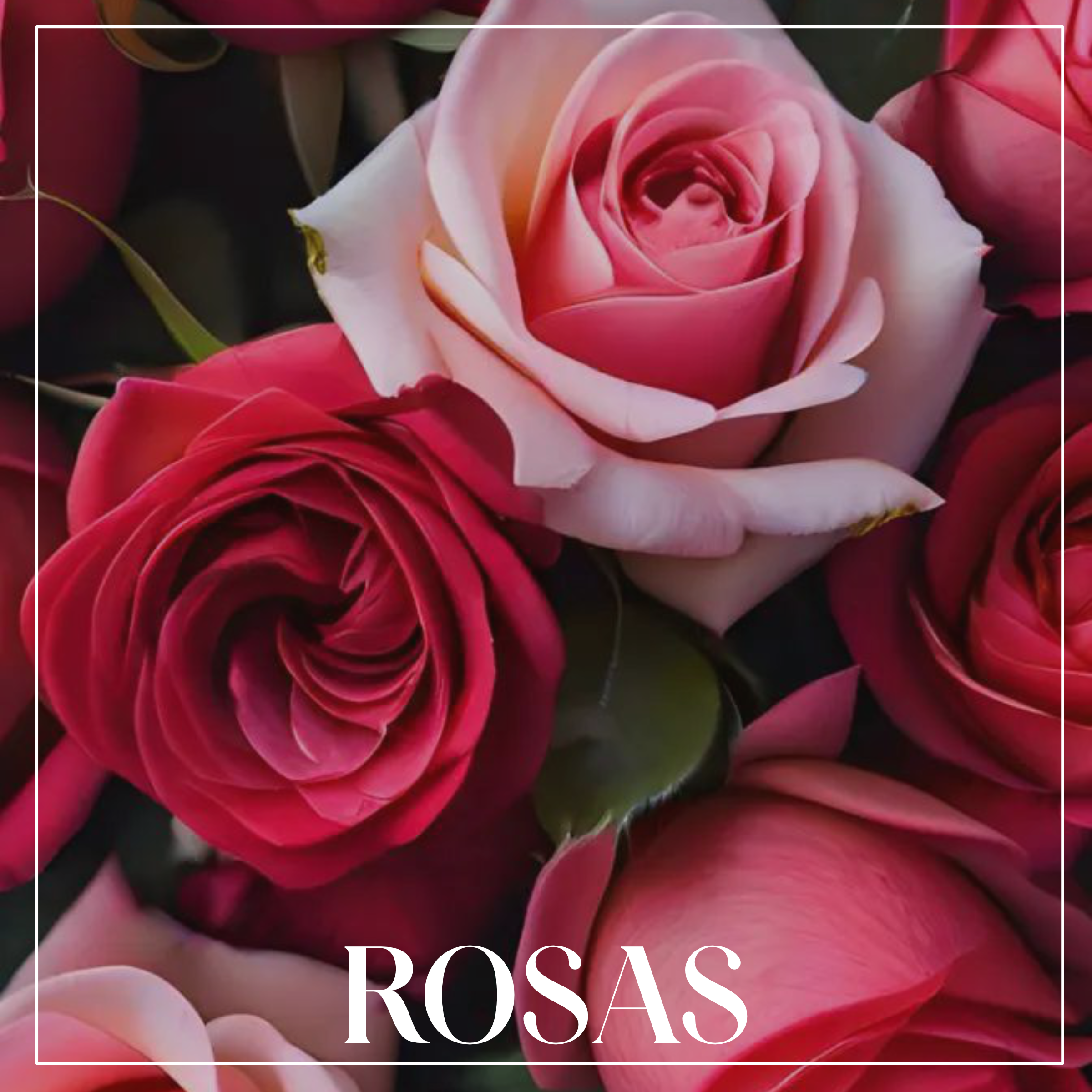 Rosas