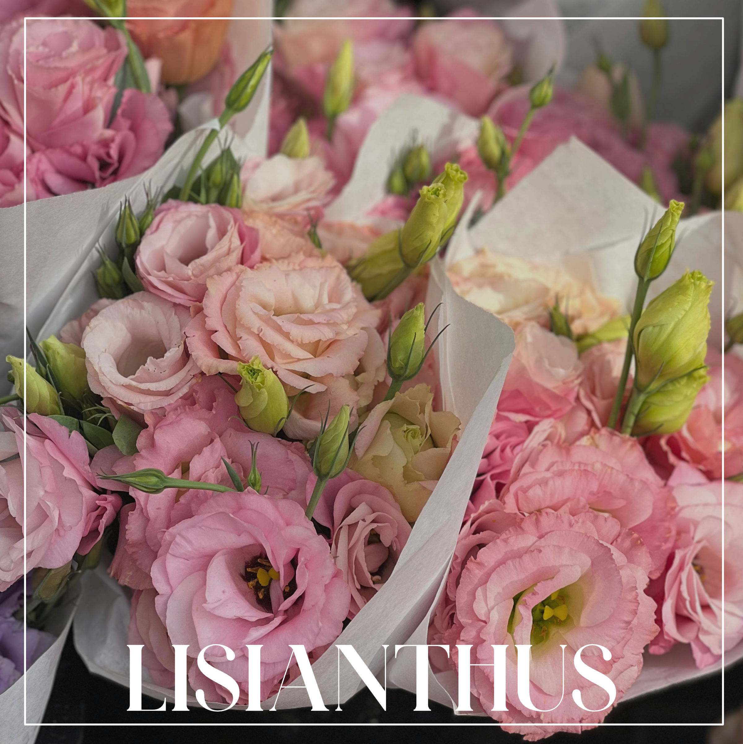 Lisianthus