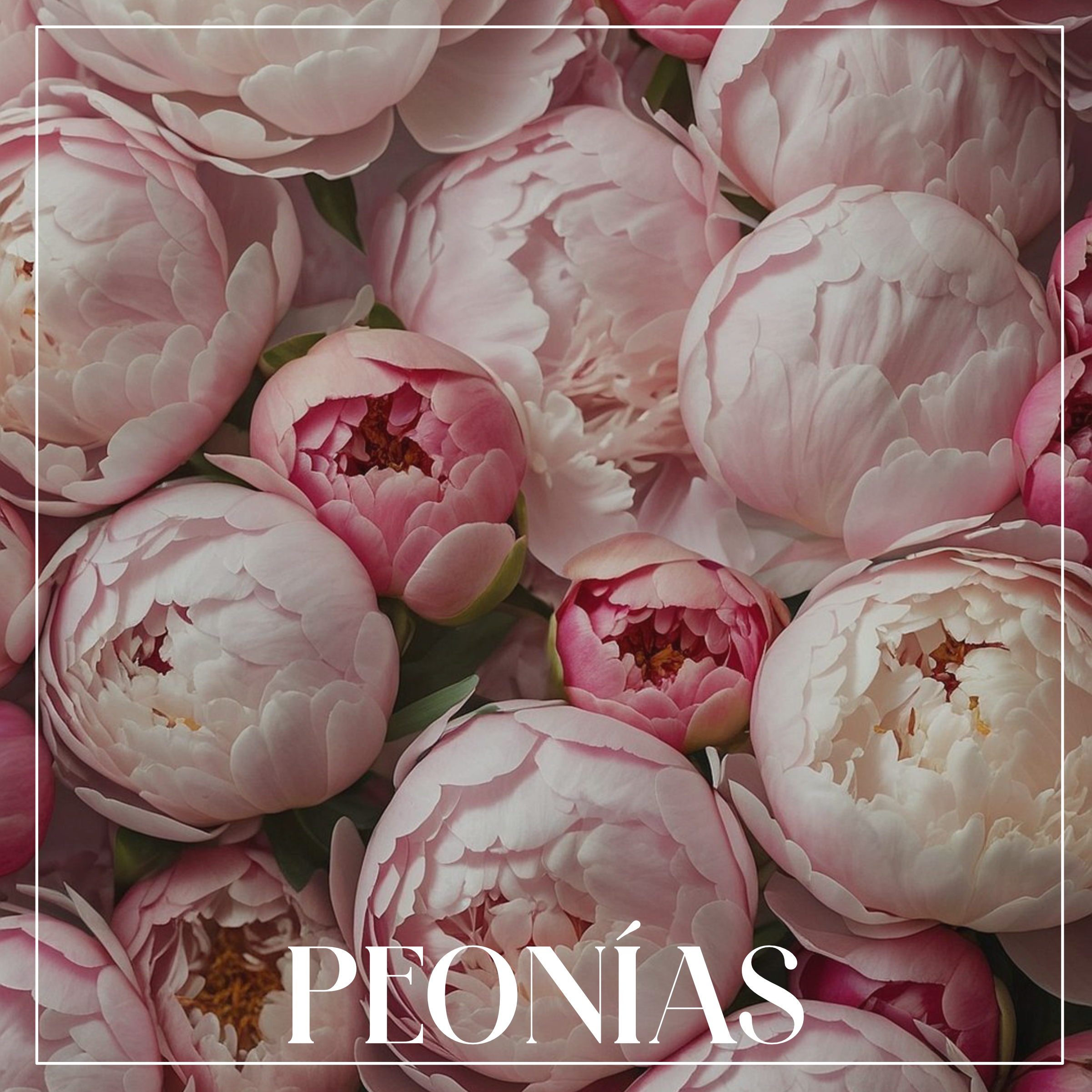 Peonías