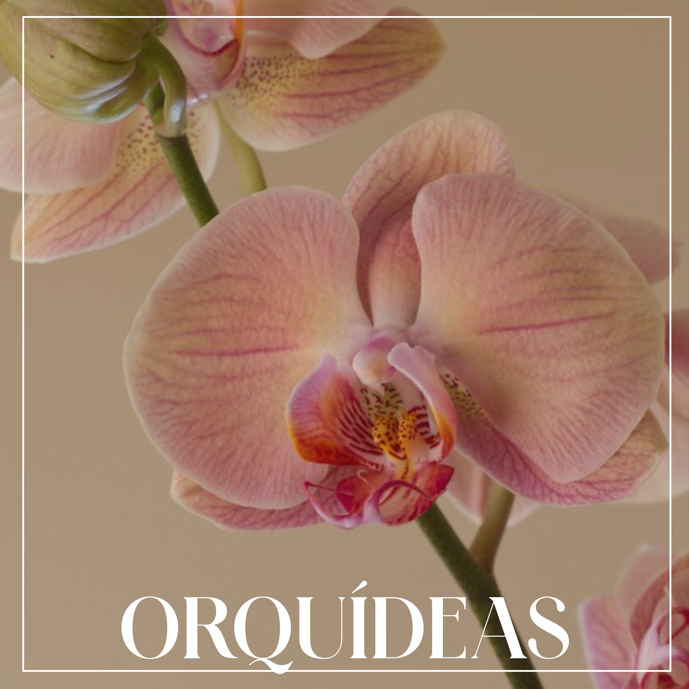 Orquideas