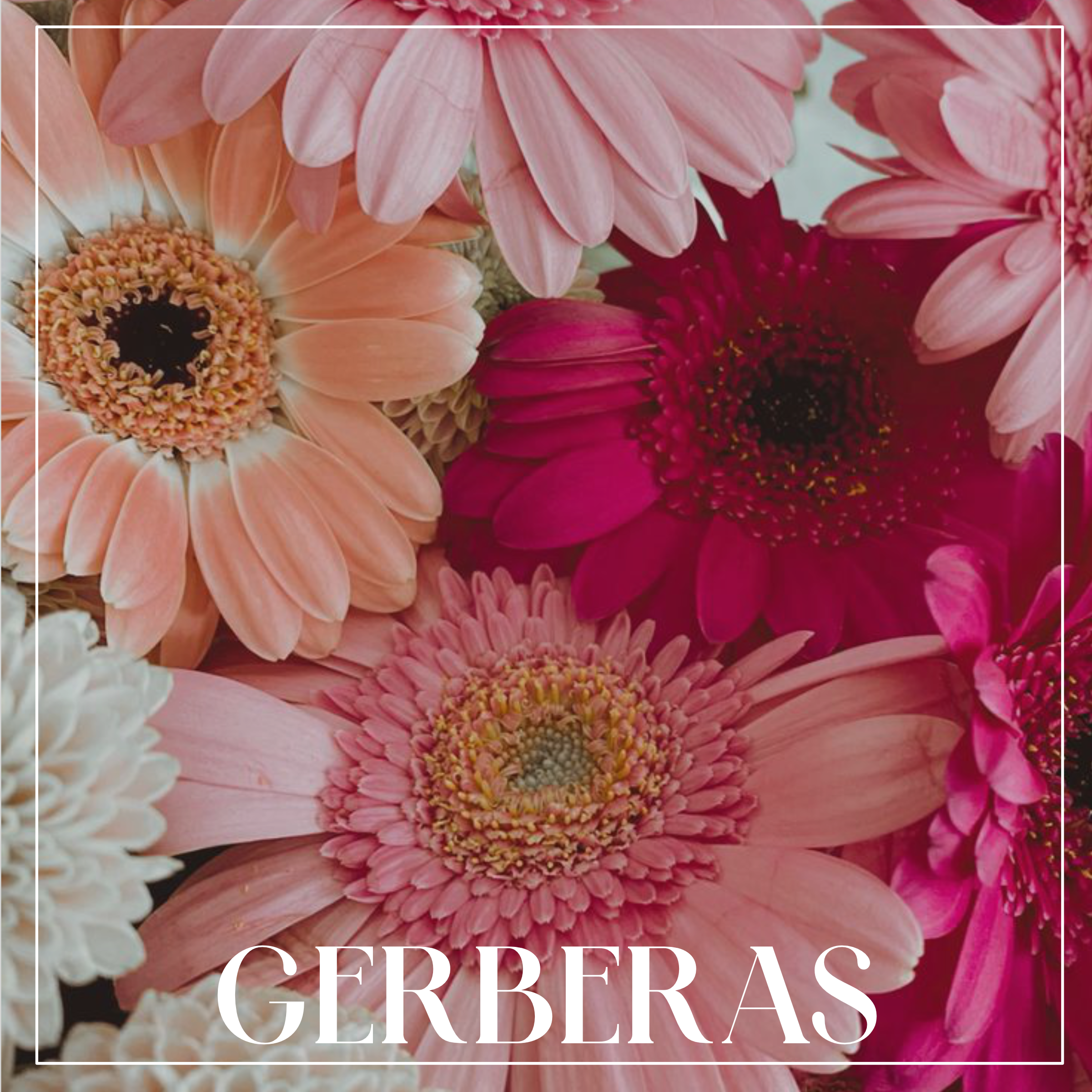 Gerberas