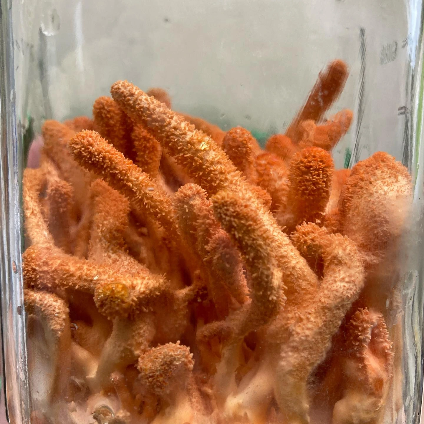 Cordyceps: Growing the Zombie Fungus!