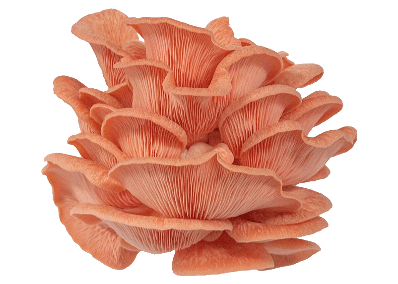 Pink Oyster Mushrooms: Quick Pan Fry