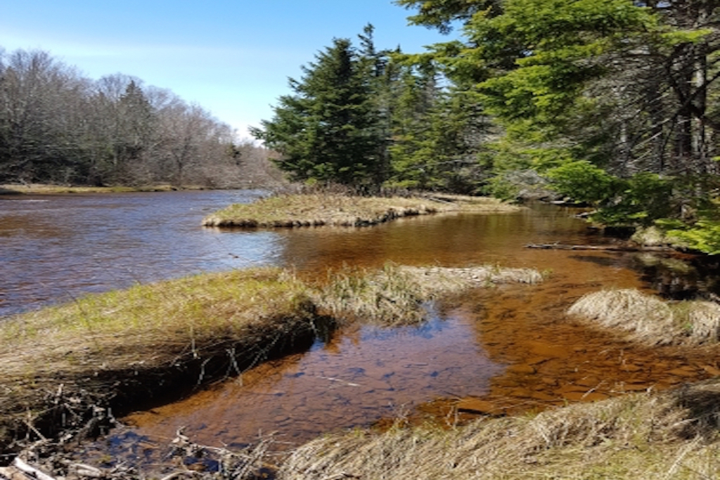 Camping by the River photo 3