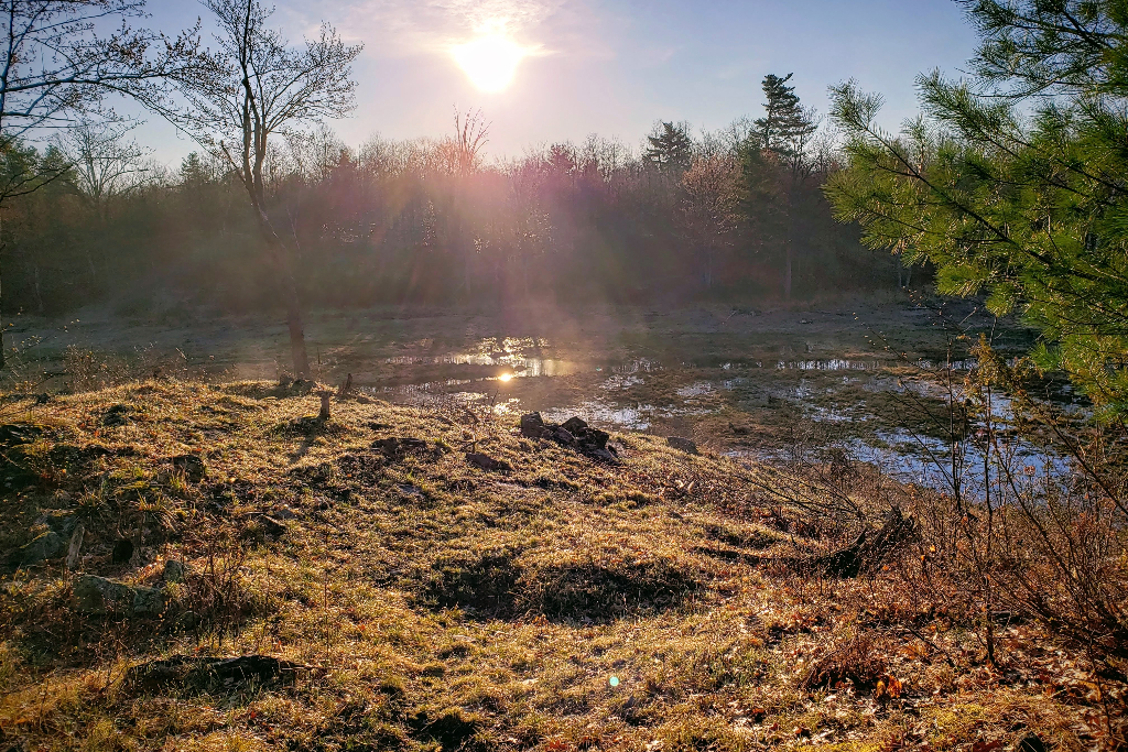 5 Acre Hardwood Forest in Tay Valley