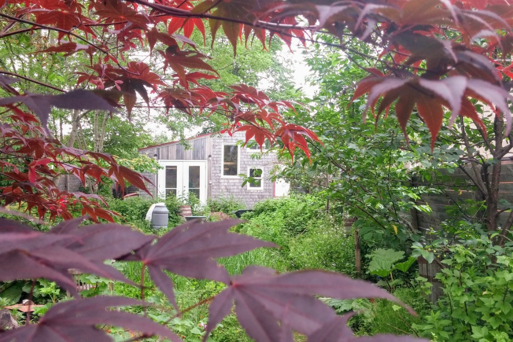 Urban garden in Halifax
