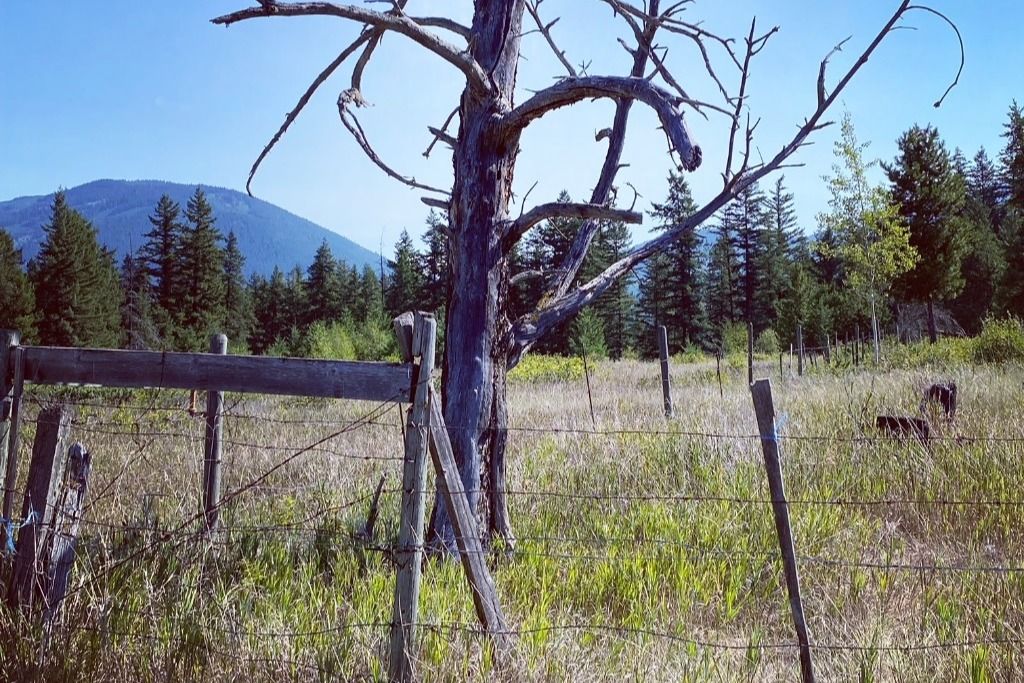 Bluestone Acres Farm photo 4