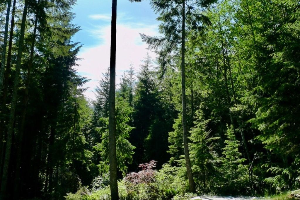 Forest Sanctuary photo 4
