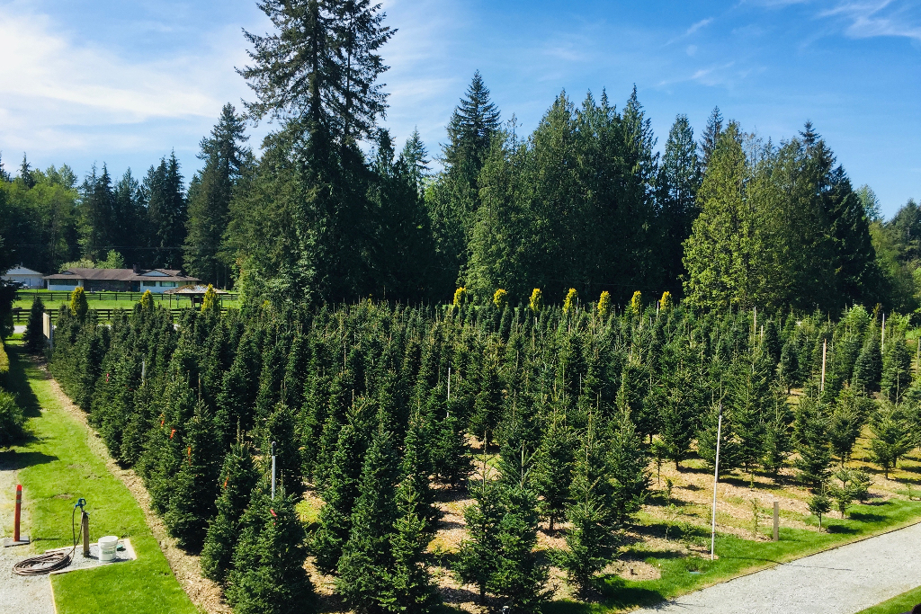 Tree Farm Retreat - Main photo