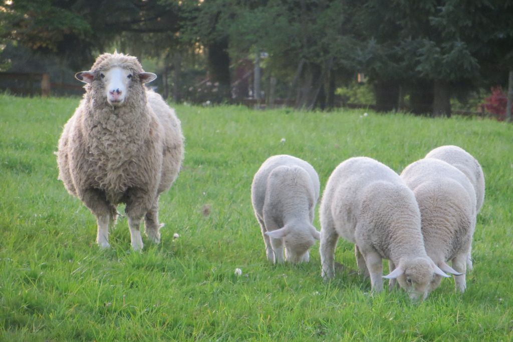 HighCroft Farm photo 4