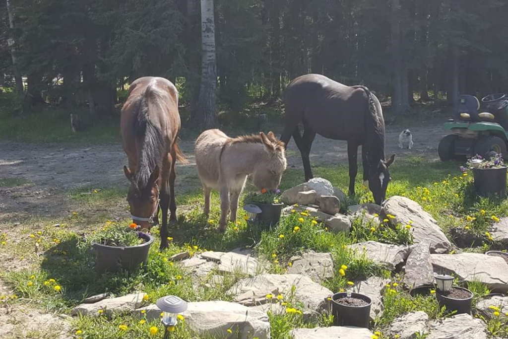 Timber Row Ranch photo 3