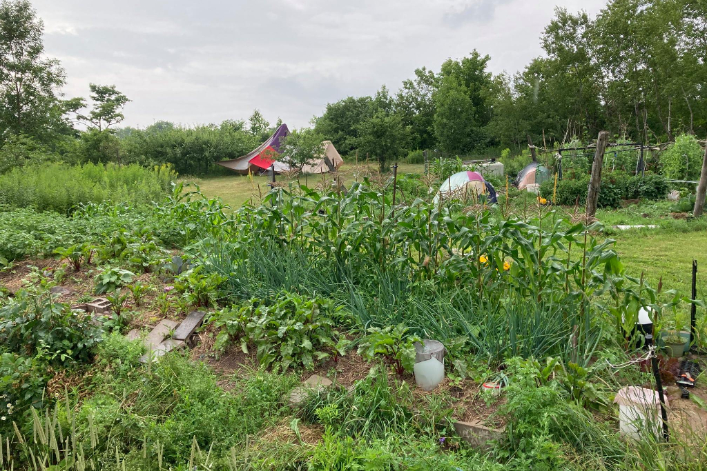 Dream Seed Farm photo 3