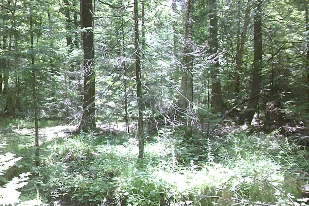 Cedarhaven Grounds photo 4