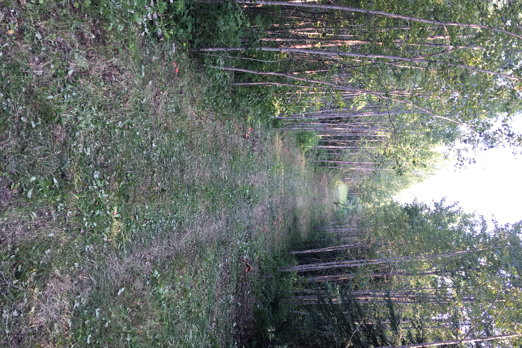 Iron Horse Campground photo 2