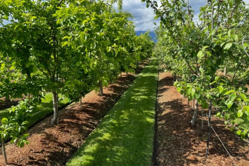 The ORCHARD photo 4