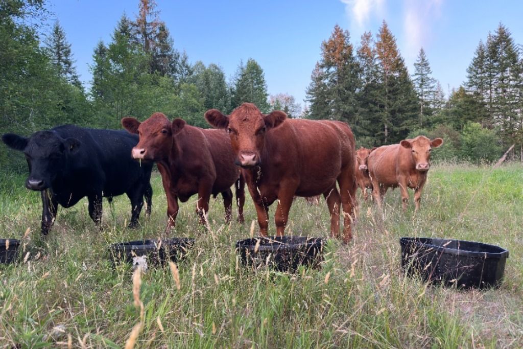 Tyee Valley Farm photo 4