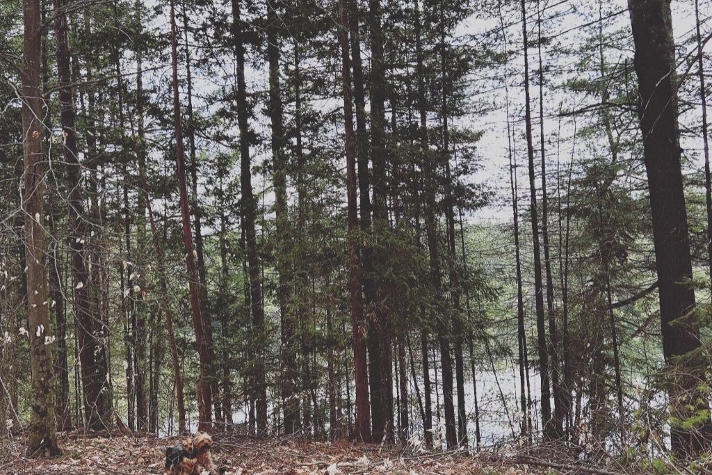 Pine & Birch Ranch & Retreat photo 5