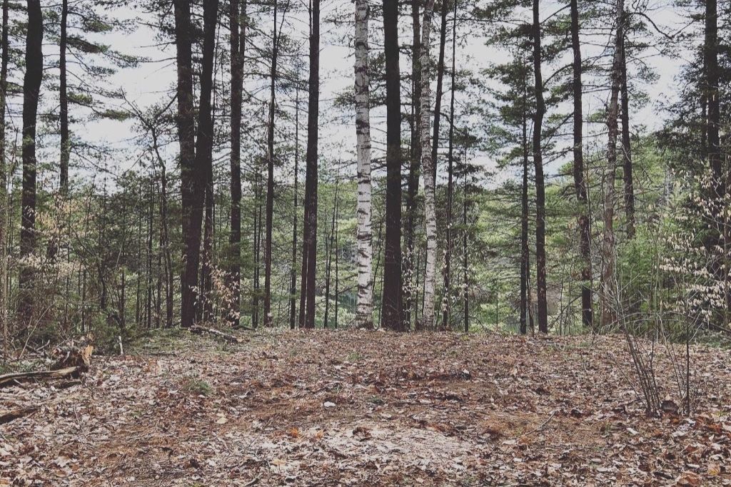 Pine & Birch Ranch & Retreat photo 4
