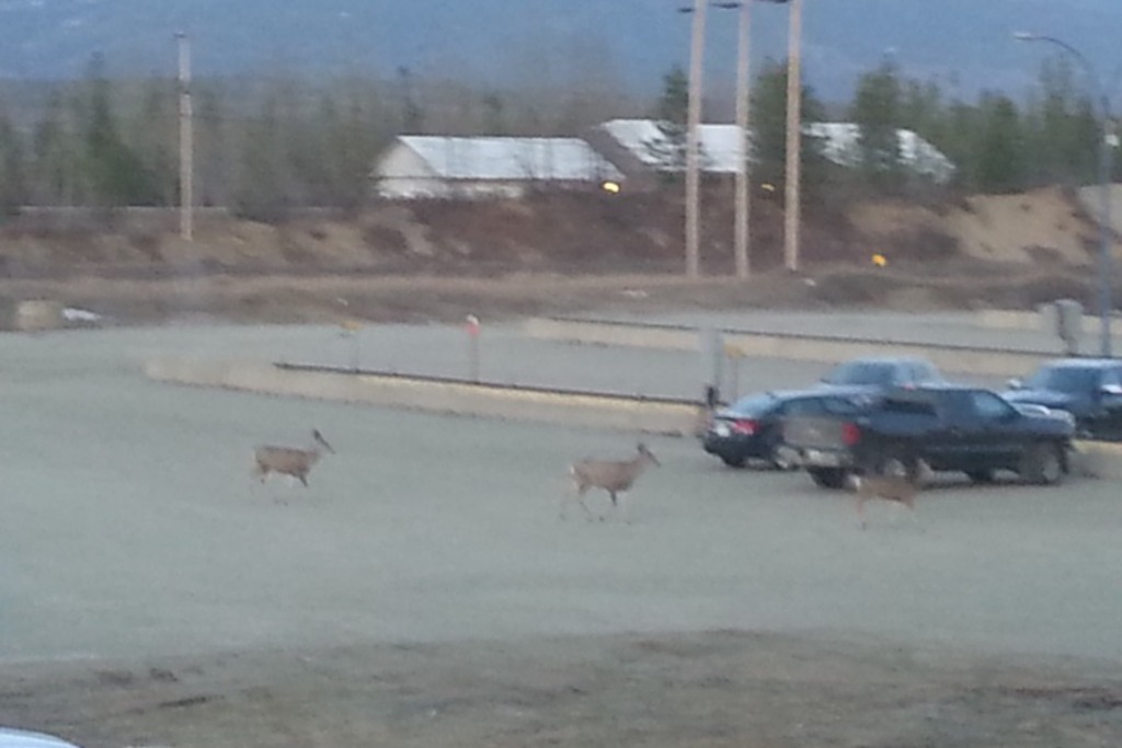 Mackenzie BC Gold panning and wildlife photo 5