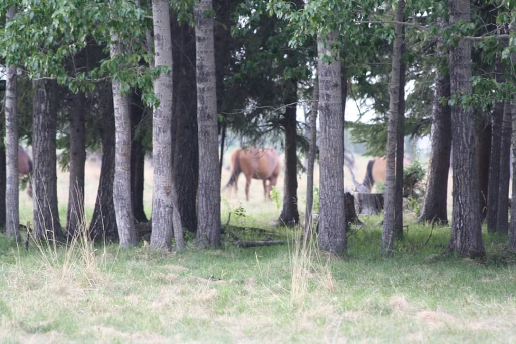 Timber Row Ranch