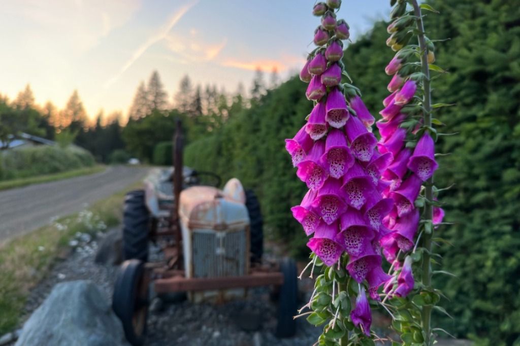 Tyee Valley Farm photo 4