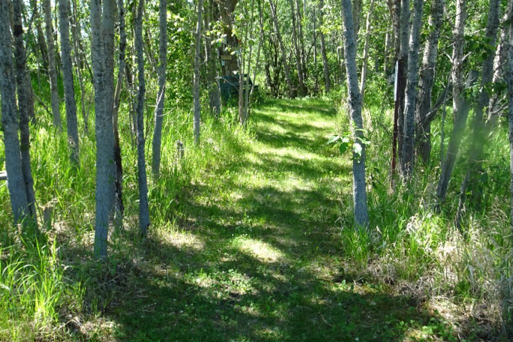Chattaway Grove on the Pembina River photo 4