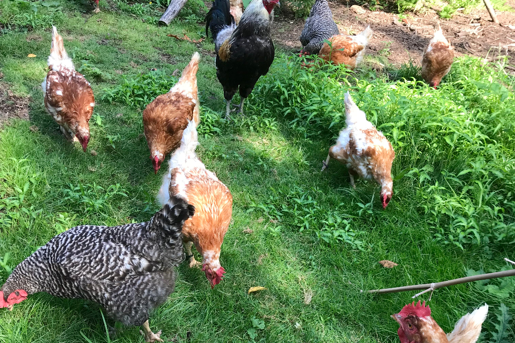 Forest Farm Retreat photo 4
