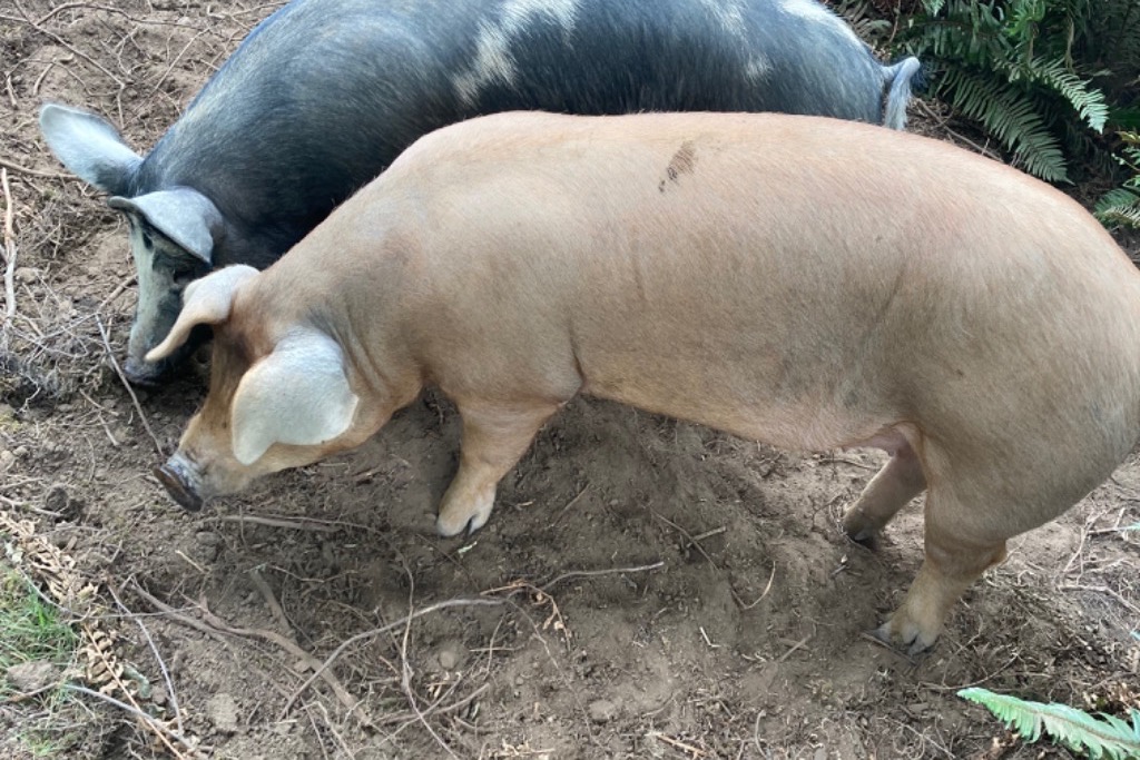 Forest Farm Retreat - Photo 3