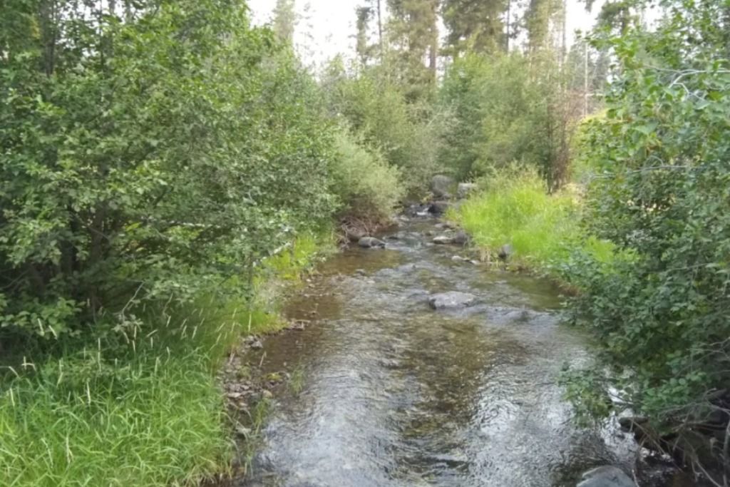 Murphy's Gold Creek Ranch photo 5