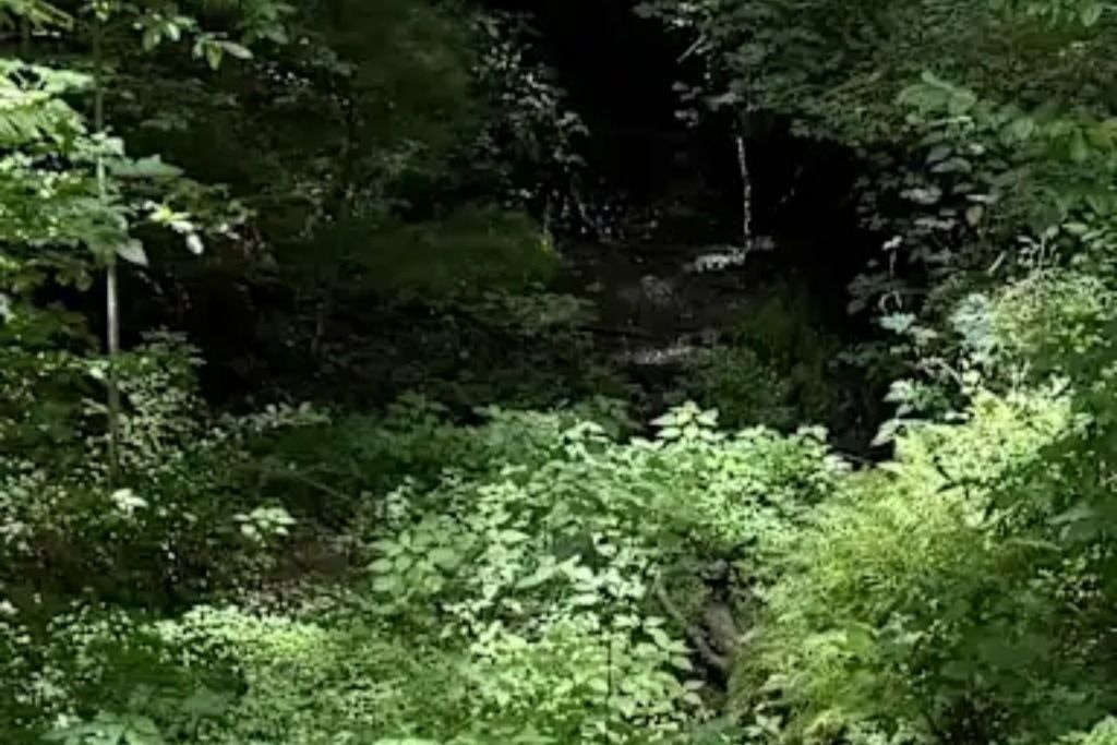 Walnut Springs Farm photo 3