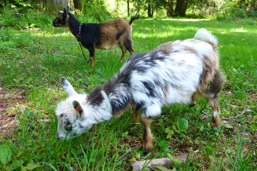 Forest Farm Retreat photo 3