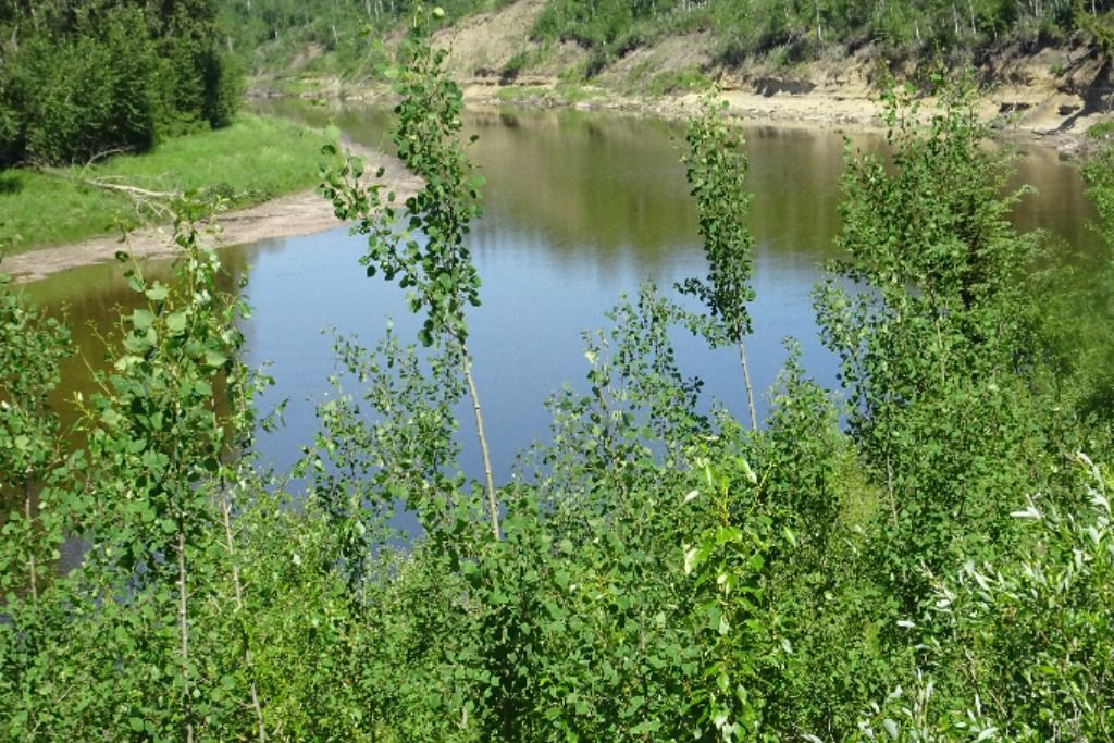 Chattaway Grove on the Pembina River photo 3