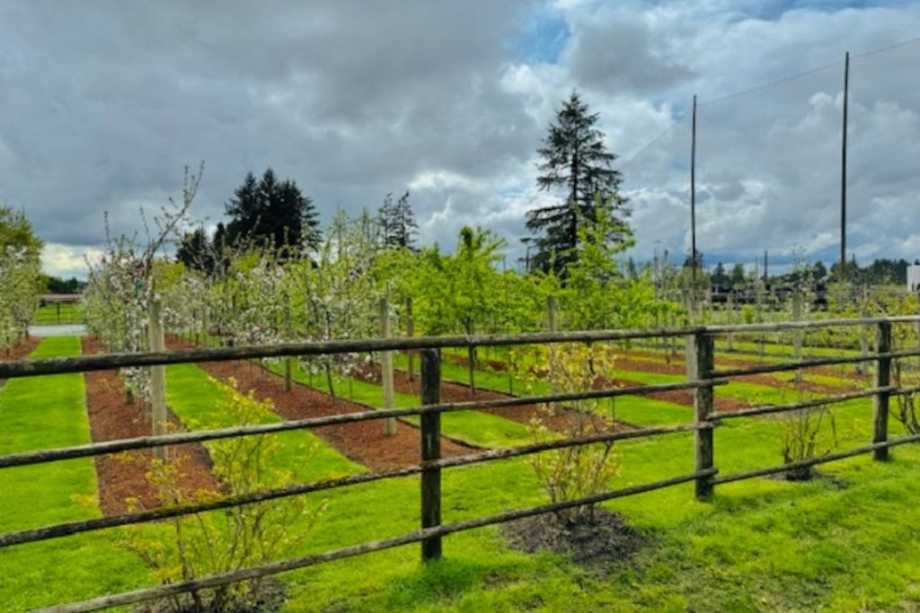 The ORCHARD photo 3