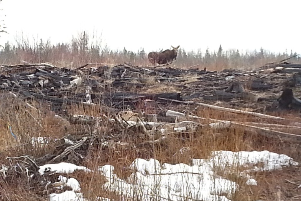Mackenzie BC Gold panning and wildlife photo 3