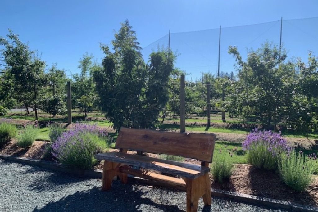 The ORCHARD photo 5