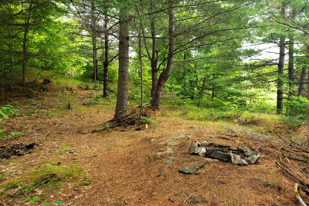 5 Acre Hardwood Forest in Tay Valley photo 3