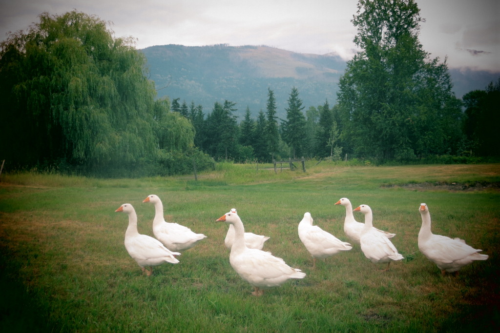 HighCroft Farm photo 5