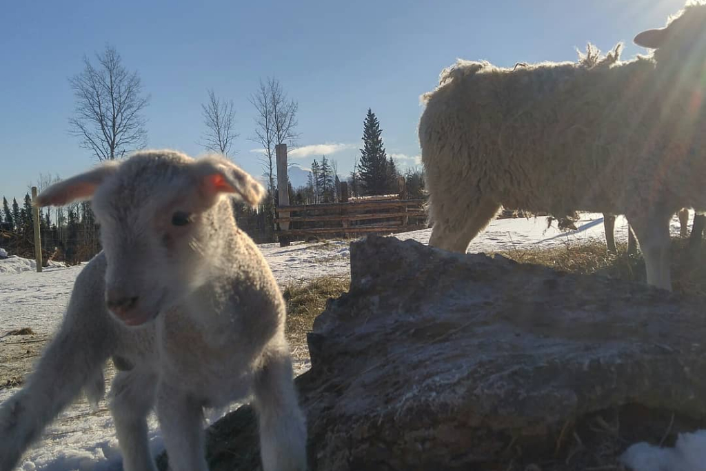Fuzzy Buddy Ranch photo 5